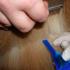 Инспектор спасет собаку от паразитов: все о данном препарате Инспектор от блох и клещей инструкция