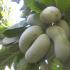 Pawpaw three-lobed (banana tree): cultivation and varieties