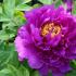 Why peonies do not bloom buds and how to achieve lush flowering