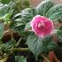 Impatiens flower - types, planting and care How impatiens blooms