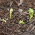 Proper planting of potatoes in the Moscow region Folk methods for determining optimal weather