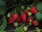 Strawberries: all about home cultivation, seedlings of sweet berries, comparison of varieties in the table