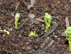 Proper planting of potatoes in the Moscow region Folk methods for determining optimal weather