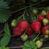 Strawberries: all about home cultivation, seedlings of sweet berries, comparison of varieties in the table