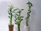 Bamboo indoor plant