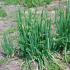 Tiered onion: cultivation, useful properties