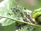 Aphids: description, causes, means of control