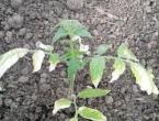 What to do if tomatoes have white spots on the leaves: main reasons