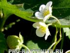 Growing strawberries in the garden Description of the strawberry leaf in biology