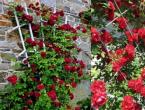 The climbing rose is a gorgeous flower for any landscape in the new photos!