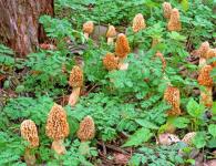 Is it possible to eat morels in spring?