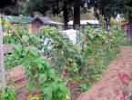 A simple way to double your raspberry harvest