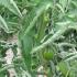 Causes of twisting of the upper leaves in tomatoes