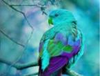 What does a parrot dream mean?