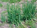 Multi-tiered onions: cultivation, beneficial properties