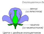 What plants are called dioecious? Hazel is a dioecious plant.