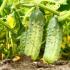 Planting cucumber seedlings in the ground