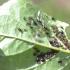 Aphids: description, causes, means of control