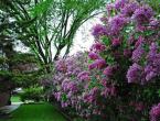 Long-lived lilac: everything you need to know to grow a luxurious Amur lilac Amur sudarushka lilac growing from seeds