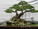 Kuinka kasvattaa bonsai-puuta: suosituksia miniatyyri kasviston hoitoon Mitä bonsaipuita kutsutaan Japanissa