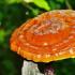 Raisher Mushroom: beneficial properties, contraindications, benefits and harm