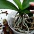 Caring for orchids in a pot at home Orchid flowers how to care