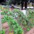 A simple way to double your raspberry harvest