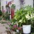 Brugmansia landing and care in the open field wintering reproduction Brugmansia planting