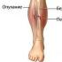 Description of the tibia What is inside the tibia