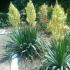 What is a yucca flower?