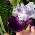 Iris - legends and beliefs about flowers What was the name of the iris flower