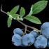 Growing garden blueberries: planting and caring for the plant