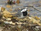 House for a wagtail Who can destroy a wagtail's nest on a tree