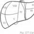 Derivatives of the peritoneum in the upper floor of the abdominal cavity