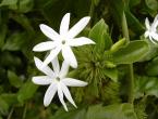 Jasmine - Natural Medicine