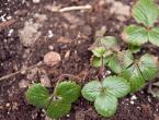 How to fertilize strawberries in the fall