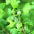 Folk remedies for gooseberry powdery mildew - what I advise