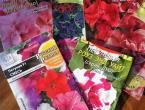 How to grow petunias from seeds