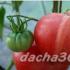 The most productive varieties of tomatoes for open ground - an overview of the best with a description of the properties and rules for growing