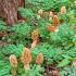 Is it possible to eat morels in spring?