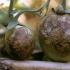 How to tie tomatoes in a polycarbonate greenhouse: the best options