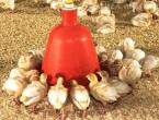 Chicken feeder: do it yourself Types of chicken feeders