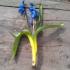 Snowdrops, or primroses Planting scilla in open ground