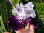 Iris - legends and beliefs about flowers What was the name of the iris flower