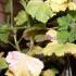 The indoor beauty geranium withers: why does this happen and what to do to make the flower come to life?