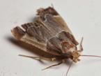 Potato moth - control measures in the garden, in the cellar during storage