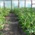 How to tie tomatoes in a greenhouse and in open ground: methods