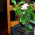 How to grow citrus fruits in the house