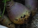 Turnips: what is it, what does it look like, where does it grow - growing and using fodder turnips