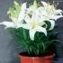 Basics of care and cultivation of indoor varieties of lilies What does a domestic lily look like